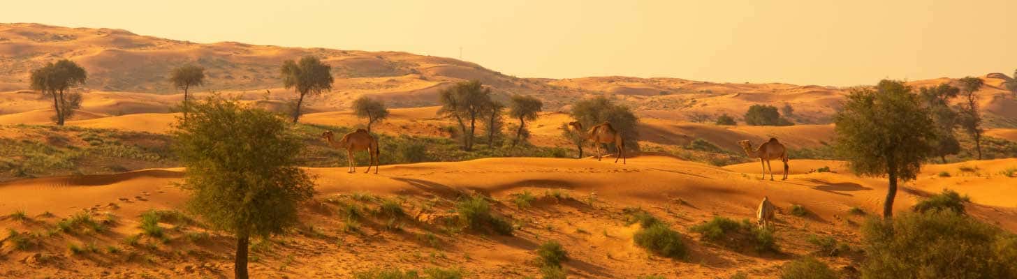 Golden sands of desert in Ras al Khaimah, United Arab Emirates