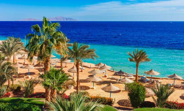 Beach umbrellas & palm trees on the beach in Sharm el Sheikh