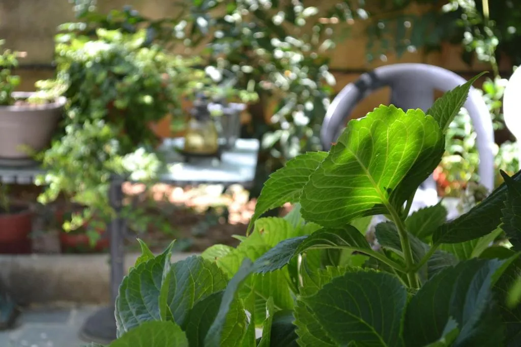 General view, Veggie Garden Athens B&B, Athens