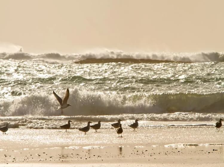 Beach, The Bayview Hotel, Cork