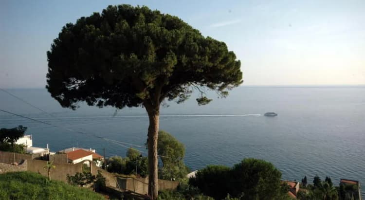 General view, Hotel il Pino, Naples