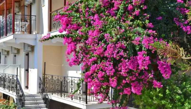 General view, Alykanas & Antonis Studios, Zante