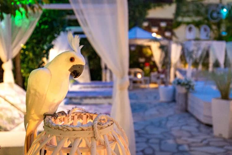 Bar, V.A. Boutique Apartments and Suites, Corfu