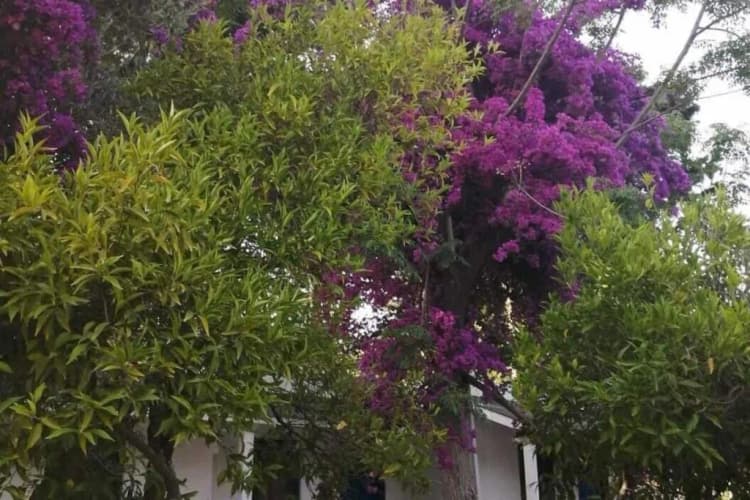General view, Myndos Bed & Breakfast, Bodrum