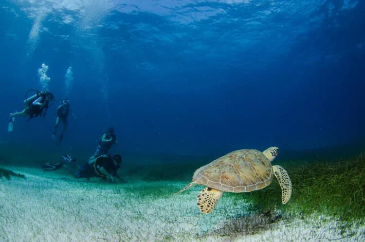 Beach, Akumal Natura Glamping, Playa Del Carmen